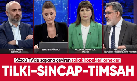 Sözcü TV'de başıboş sokak köpekleriyle ilgili şaşkına çeviren örnekler