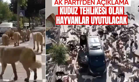 AK Partili Güler'den sokak köpeği açıklaması: Kuduz tehlikesi olan hayvanlar uyutulacak