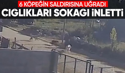 Balıkesir'de başıboş köpeklerin saldırısına uğrayan kadının çığlıkları sokağı inletti