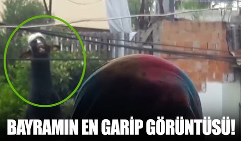 Bayramın en garip görüntüsü! İnatçı keçi damdan atlayınca...