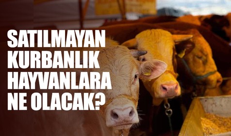 Son dakika! Satılamayan kurbanlıkları Et ve Süt Kurumu (ESK) alacak!