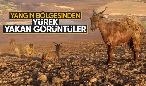 Diyarbakır-Mardin arası yangında yüzlerce hayvan can çekişerek telef oldu