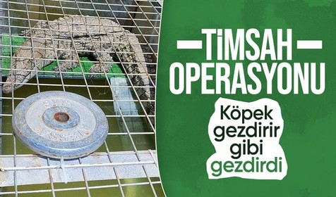 İstanbul'da evinde timsah besleyen kişi yakalandı