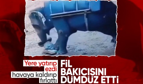 Dehşet verici ölüm! Fil, bakıcısını ezerek dümdüz etti