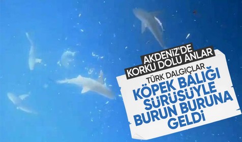 Akdeniz'de kabus! Türk dalgıçlar köpek balığı sürüsüyle karşılaştı