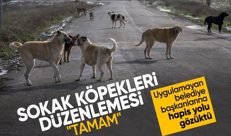 Sokak köpekleri ile ilgili yasa teklifi tamamlandı! İşte tüm maddeler