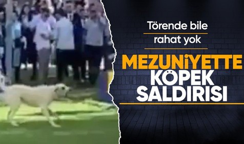 Mezuniyet töreninde başıboş sokak köpekleri saldırdı