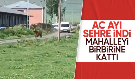 Ardahan'da aç ayı şehre indi! Mahalleyi birbirine kattı