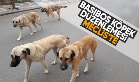 Başıboş köpek düzenlemesi bugün komisyonda görüşülecek