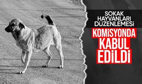 Son Dakika: Sahipsiz hayvanlarla ilgili düzenleme komisyondan geçti