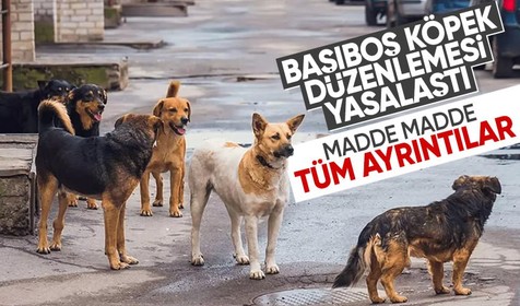 Başıboş sokak köpekleri düzenlemesi TBMM'den geçerek yasalaştı