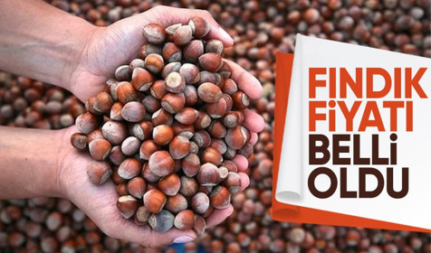 TMO fındık fiyatını duyurdu! Levant 133 TL, Giresun 135 TL🌰