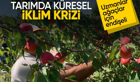 Tarımda küresel iklim krizi: Milyonlarca ağaç kuruyabilir