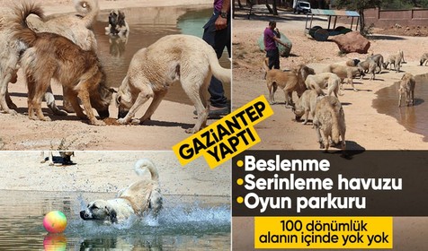 Gaziantep'te örnek proje: Yeni yasa ile toplanan sokak hayvanları için 100 dönümlük alan! İçinde yok yok