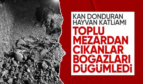 Ankara'da kan donduran hayvan katliamı! Toplu mezardan çıkanlar boğazları düğümledi: 6 gözaltı
