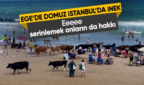 İstanbul Şile'de inekler ve koyunlar plajda güneşlenenlerin arasına girdi