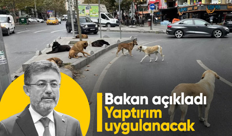 Tarım ve Orman Bakanı Yumaklı'dan sahipsiz sokak hayvanları açıklaması