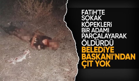 Fatih'te sokak köpekleri bir adamı öldürdü! Belediye başkanı sessizliğini koruyor