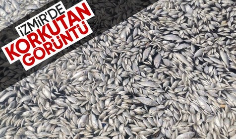 İzmir'de korkutan görüntü: Körfez ölü balıklarla kaplandı