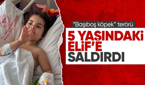 Ankara'da sahipsiz köpeklerin saldırısı sonucu 5 yaşındaki çocuk yaralandı