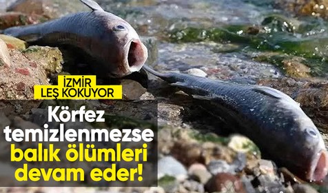 Prof. Dr. Doğan Yaşar, "İzmir ekonomisi için körfezin temizlenmesi şart. Eğer temizlenmezse balık ölümleri devam eder."