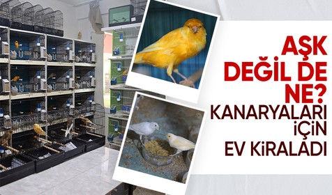 Ses ve güzellik yarışmasında kupa kazandıran kanaryaları için ev kiraladı