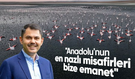 Tuz Gölü'nde 4 bin 300 yavru filamingo tespit edildi! Bakan Murat Kurum: Anadolu'nun en nazlı misafirleri bize emanet