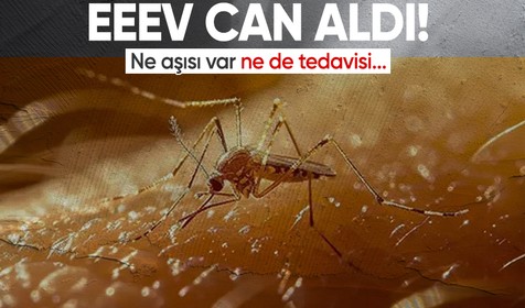 EEEV can aldı! Ne aşısı var ne de tedavisi...