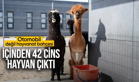 Otomobil değil hayvanat bahçesi! Kanguru, alpaka, uçan sincap... Pazarkule Sınır Kapısı'nda cins hayvanlar ele geçirildi