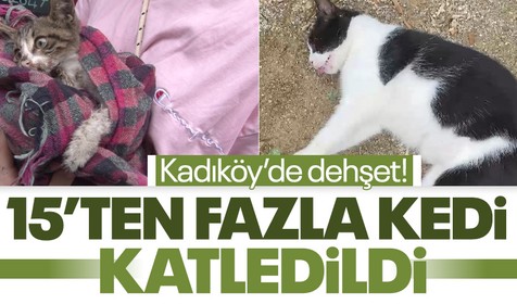 Kadıköy’de hayvan katliamı: Köpek ve kedileri zehirlediler!