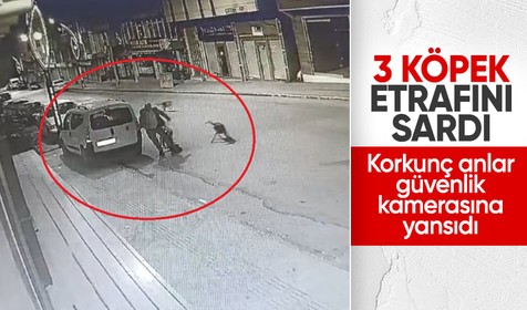 Ordu'da sokak köpekleri yoldan geçen adama saldırdı