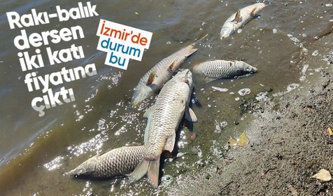 İzmir Körfezi'ndeki kirlilik sonrası balık satışı yarı yarıya azaldı