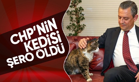 CHP'nin kedisi 'Şero' öldü