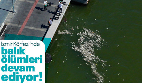 İşin sonu nereye varacak merak konusu! İzmir Körfezi'nde balık ölümleri devam ediyor