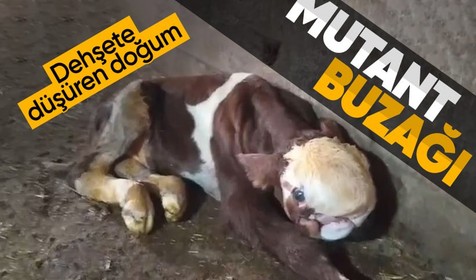 Yozgat'ta mutasyon geçiren buzağı ağızları açık bıraktı
