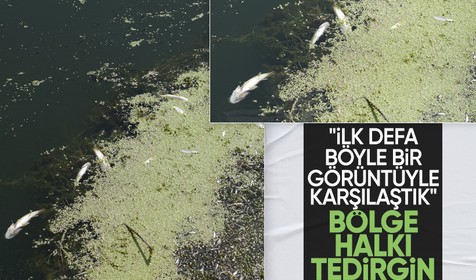 Kızılırmak'ın beslediği barajda balık ölümü: Bölge halkı tedirgin