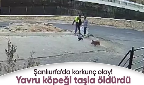 Şanlıurfa'da yavru köpeği kaldırım taşıyla öldüren şahıs tutuklandı