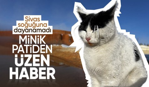 Sivas'ta donan kediden üzen haber! Termal su kenarında ısınmaya çalışan kedi öldü