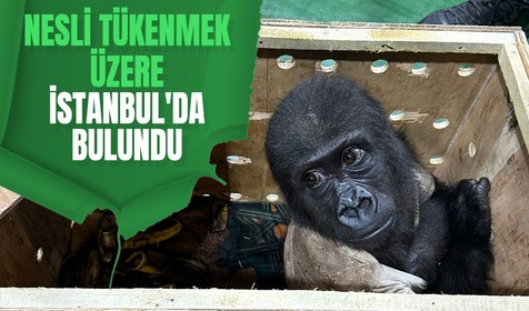 Nesli tükenmek üzere olan goril yavrusu İstanbul Havalimanı'nda yakalandı