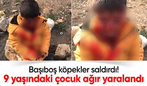 Başıboş köpekler küçük çocuğa saldırdı