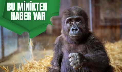 Havalimanında yakalanan goril yavrusundan haber var: Arkadaşlar merak etmeyin, ben iyiyim