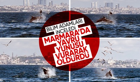 Kınalıada’da yunus yavruyu öldürdü: Bilim adamları inceledi