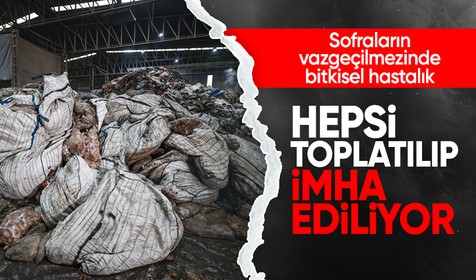 Sofraların vazgeçilmezinde bitkisel hastalık: Hepsi toplatılıp imha ediliyor