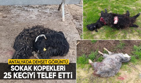 Antalya'da sokak köpekleri 25 keçiyi telef etti