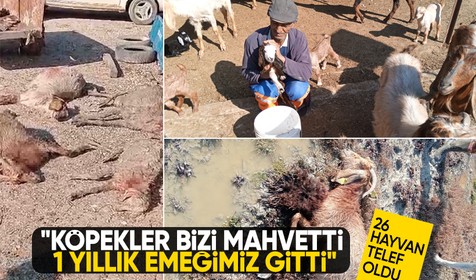 Mersin'de sokak köpeği faciası: Gebe hayvan sürüsü telef oldu