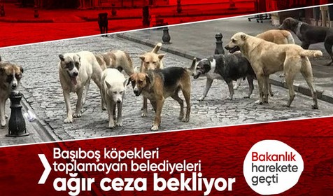 Tarım ve Orman Bakanlığı harekete geçti! Başıboş köpekleri toplamayan belediyeleri ağır ceza bekliyor