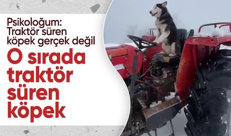 Sibirya kurdu traktörün direksiyonuna geçti: O anlar kamerada