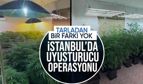 Beykoz’da uyuşturucu operasyonu: 181 kök Hint keneviri ele geçirildi