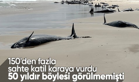 1974'den bu yana ilk! Avusturalya'da 150'yi aşkın sahte katil balina sahile vurdu