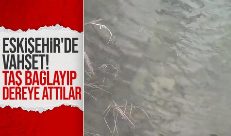 Boynuna taş bağlanıp suya atılan iki köpek yavrusu telef oldu